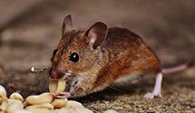 24 Hour & Emergency Exterminators in Virgilia, CA
